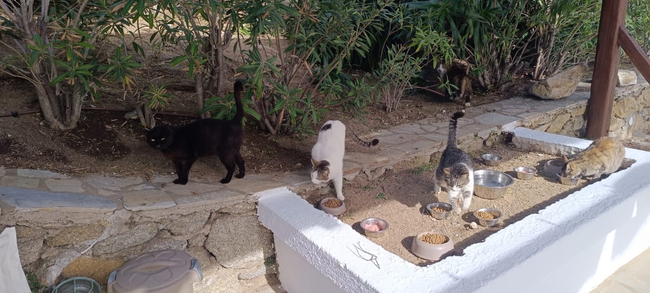 pet carring